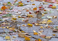 White throated Sparrow 9094